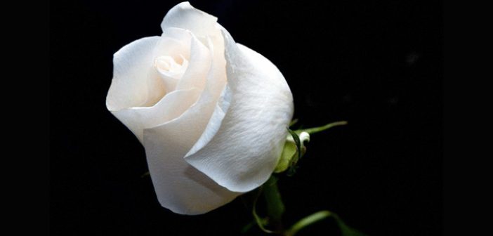 Hz. Hatice (r.a.) Kimdir? | TurkArama Motoru | Sağlık ve Günlük Yaşam için Pratik Bilgiler